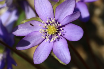 stamen and pistil of flower of  liverleaf in spring, Hepatica nobilis specie
