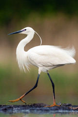 Naklejka premium Adult Little Egret ((Egretta garzetta) walking at the waterside of a Hungarian lake like a super model.