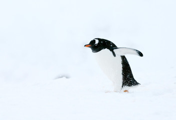 Gentoo Penguin (Pygoscelis papua) walking through fresh snow in Antarctica.