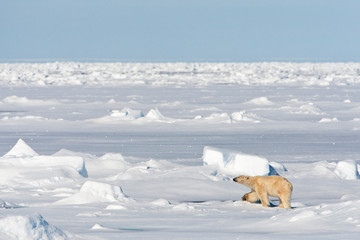 Fototapeta na wymiar Polar Bear walking on drift ice north of Svalbard, arctic Norway.