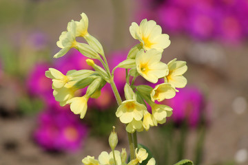 Yellow flowers of Primula sp. (Primrose) in garden