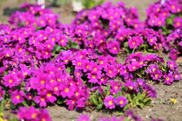 Obraz premium Bright pink flowers of Primula vulgaris or English primrose in garden