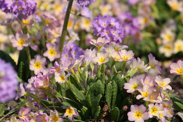 Yellow flowers of Primula sp. (Primrose) in garden. General view of flowering plant