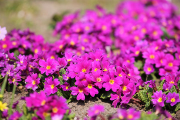 Obraz premium Bright pink flowers of Primula vulgaris or English primrose in garden