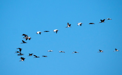 Group of White Ibisses (Eudocimus albus) and Glossy Ibisses (Plegadis falcinellus) in flight over Lake Apopka, Florida