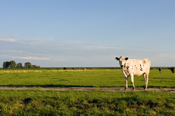 Dutch cow grazing in typical Dutch landscape at Durgerdam, on lush green meadows.