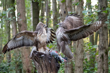 Common Buzzard (Buteo buteo) fighting on a prey