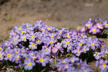 Purple flowers of Primula vulgaris or English primrose in garden