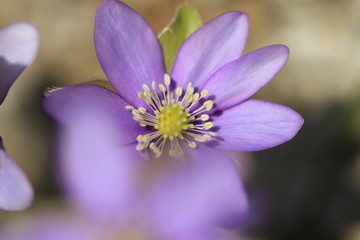 stamen and pistil of flower of  liverleaf in spring, Hepatica nobilis specie