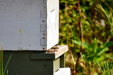 Obraz na płótnie Canvas Busy Hive with Honeybees
