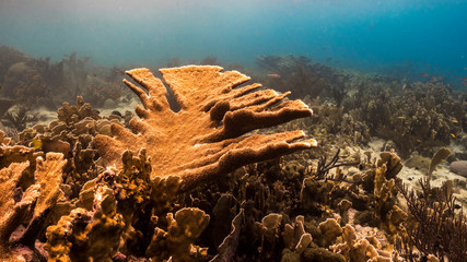 Seascape of coral reef in the Caribbean Sea around Curacao at dive site Playa Hundu with big Elkhorn Coral