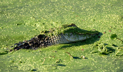 American alligator (Alligator mississippiensis) hidden in the marsh of Lake Apopka