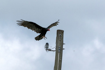 Turkey Vulture (Cathartes aura) in flight