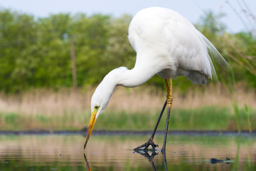 Western Great (Egret Ardea alba alba) staring in the water in a Hungarian swamp, looking for a fish to catch.
