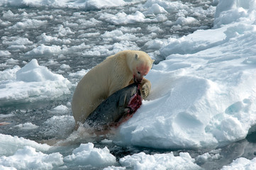 Polar Bear (Ursus maritimus) getting a caught seal on an ice flow of Svalbard, arctic Norway. A...