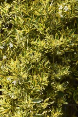 Spotted potato vine / Solanum jasminoides variegata