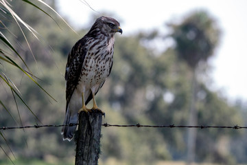 Red-shouldered Hawk (Buteo lineatus) perched on a pole