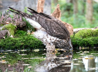 Northern Goshawk (Accipiter gentilis), 2nd cy Female drinking at a pool