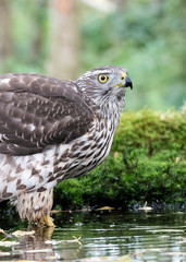 Northern Goshawk (Accipiter gentilis), 2nd cy Female in a pool