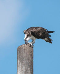 Western Osprey (Pandion haliaetus) perched on a pole