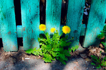 Three Yellow Dandelion Over Old Green Wooden Fence Background. Summer Background.