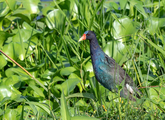 Purple Gallinule (Porphyrio martinicus) in the marsh