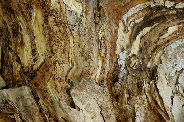 Beautiful Wooden Texture Background.Cropped Shot Of A Textured Background. Tree Background. Crack Tree Texture. Nature Texture Background.