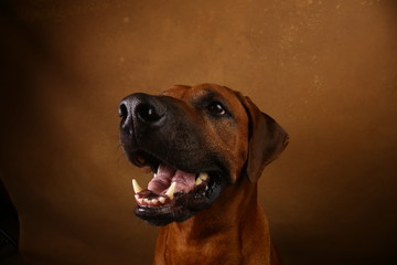 Obraz premium Studio shot of a Rhodesian Ridgeback Dog on brown Background