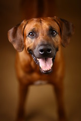 Obraz premium Studio shot of a Rhodesian Ridgeback Dog on brown Background