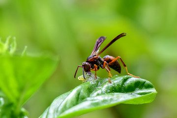 Predatory Wasp Eating a Grub on a Basil Leaf