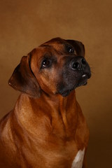 Obraz premium Studio shot of a Rhodesian Ridgeback Dog on brown Background