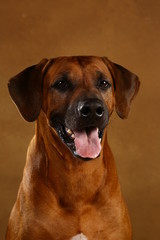 Studio shot of a Rhodesian Ridgeback Dog on brown Background