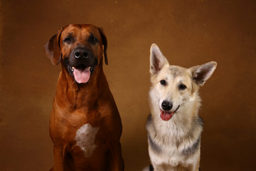 Studio shot of a two dogs sitting on brown Background