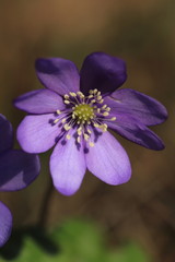 Obraz premium stamen and pistil of flower of liverleaf in spring, Hepatica nobilis specie