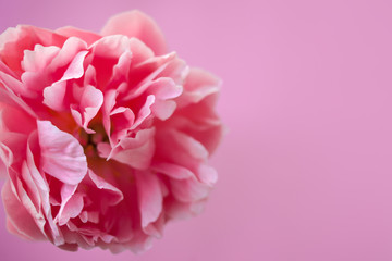 Delicate fluffy pink peony on pink background.