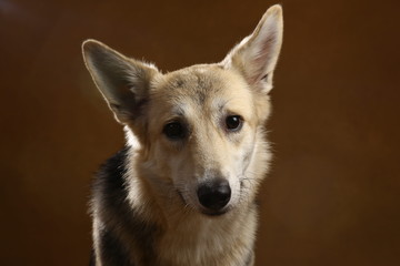 Obraz premium Gray and white mongrel dog sitting in studio on brown blackground and looking at camera