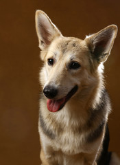 Gray and white mongrel dog sitting in studio on brown blackground and looking at camera