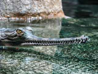 Beautiful crocodile with yellow eyes and sharp teeth