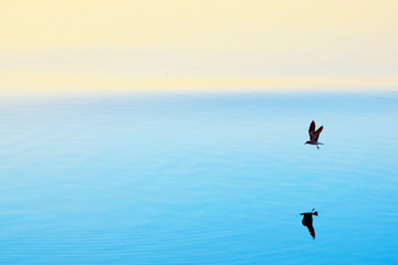 Fototapeta premium gaviota en atardecer