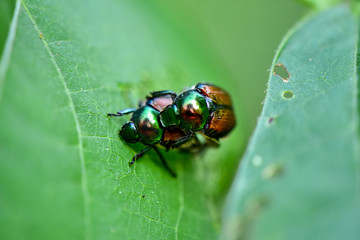 Japanese Beetles Mating on a Bean Leaf