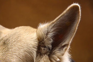 Close-up view at dog's ear in studio on brown background with copy space