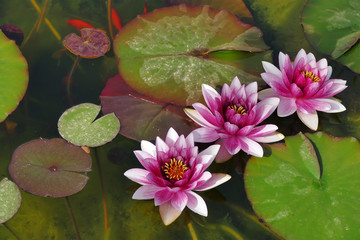 three lotus in the pond