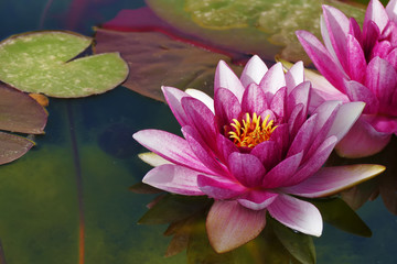 beautiful lotus