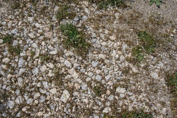 View of ground covered with pebble and small plants
