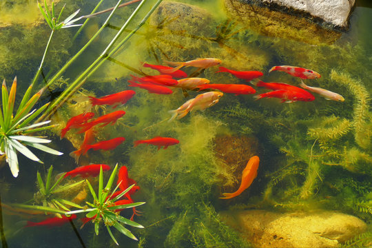 red fishes in the pond