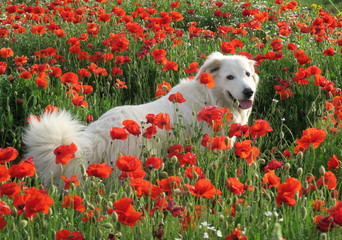Matilde, un tuffo nei papaveri