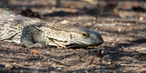 Rock Monitor