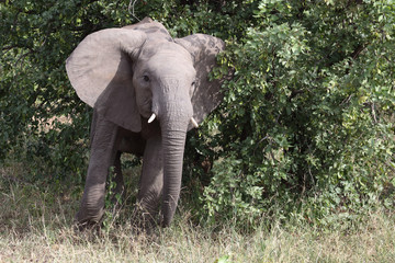 Naklejka premium Afrikanischer Elefant / African elephant / Loxodonta africana