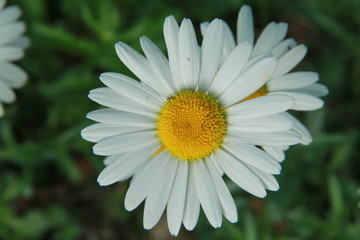Obraz premium daisy flower