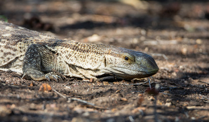 Rock Monitor